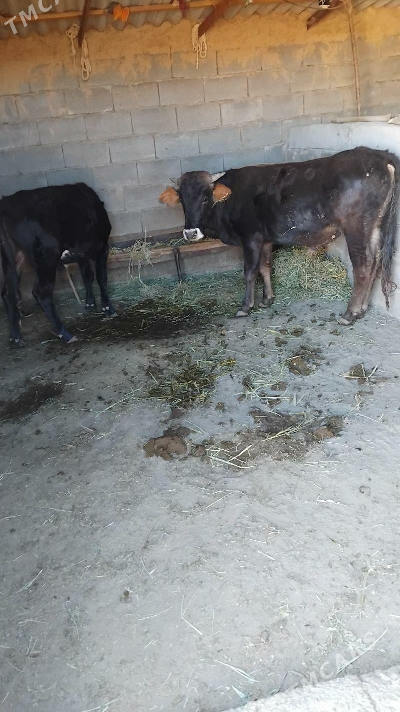 öküz - Bäherden - img 2