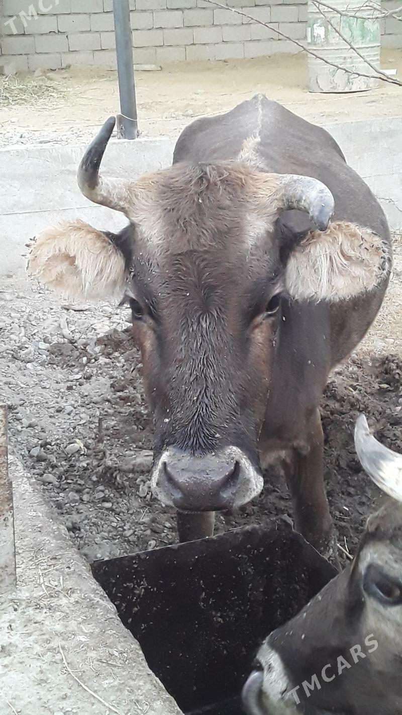 sygyr - Bäherden - img 2