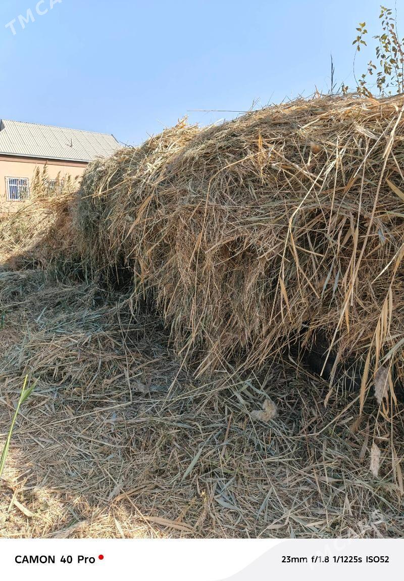 yorunja hasal ot garalan satly - Baýramaly - img 2