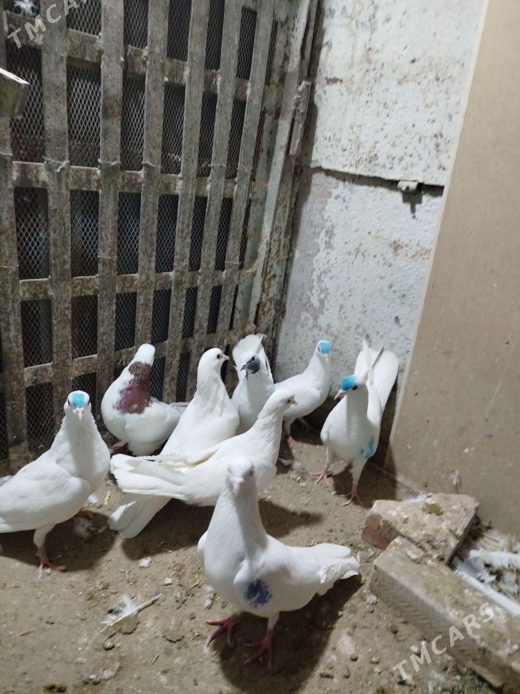 Kepderi - Гумдаг - img 2