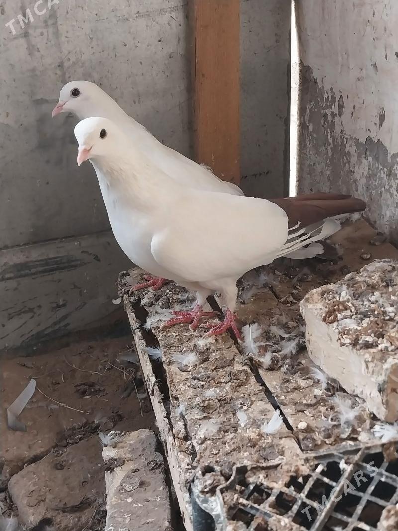 KEPDERI. - Мургап - img 2