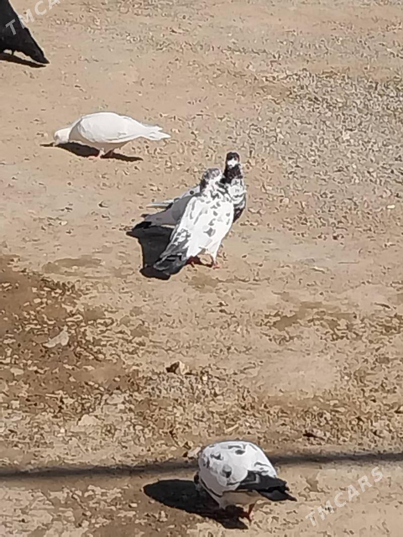 KEPDERI. - Murgap - img 3