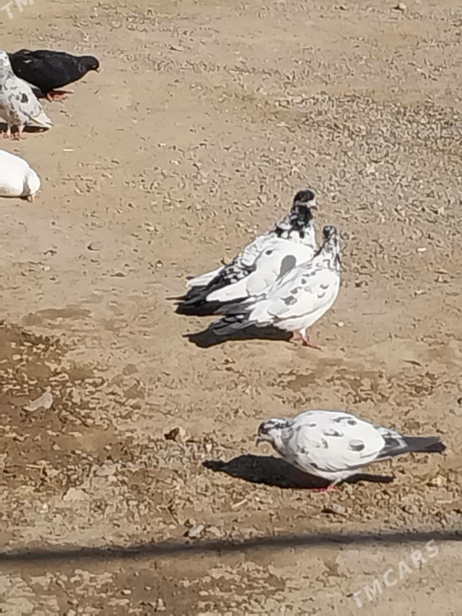 KEPDERI. - Murgap - img 2