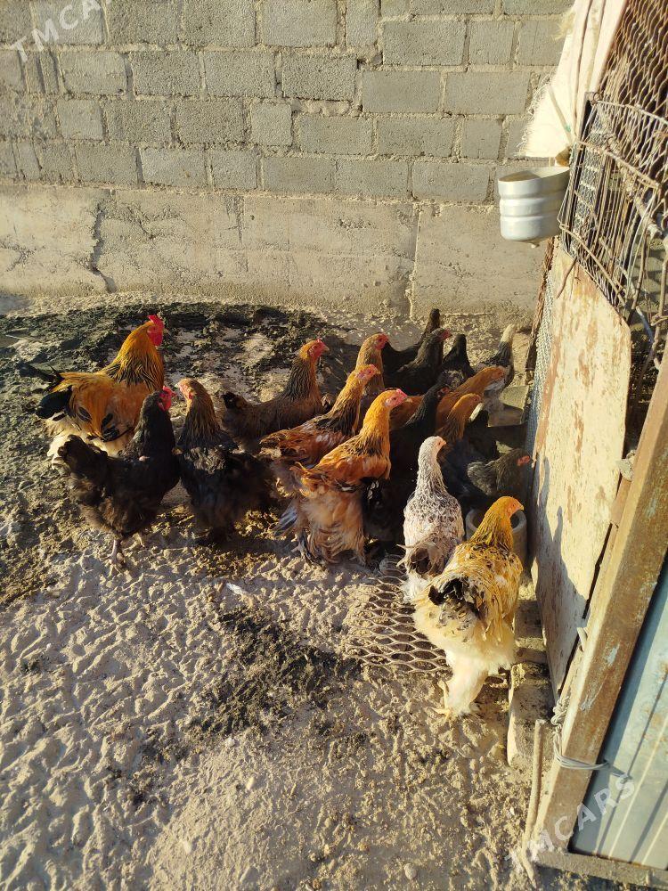 Byrama ýumurtga - Gumdag - img 3