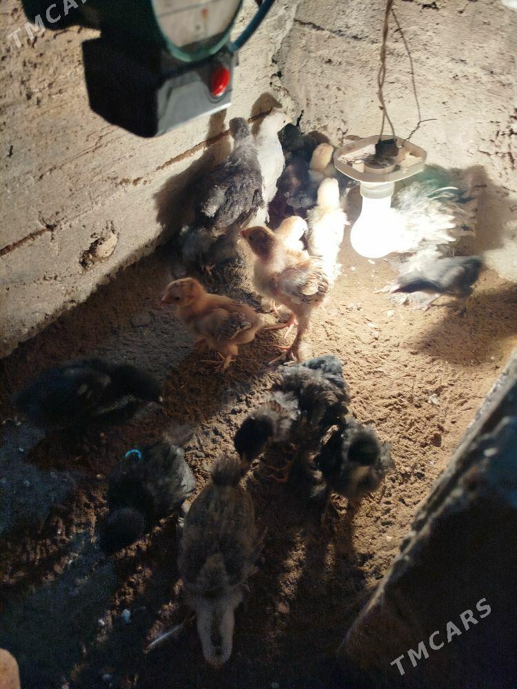 Byrama ýumurtga - Gumdag - img 2