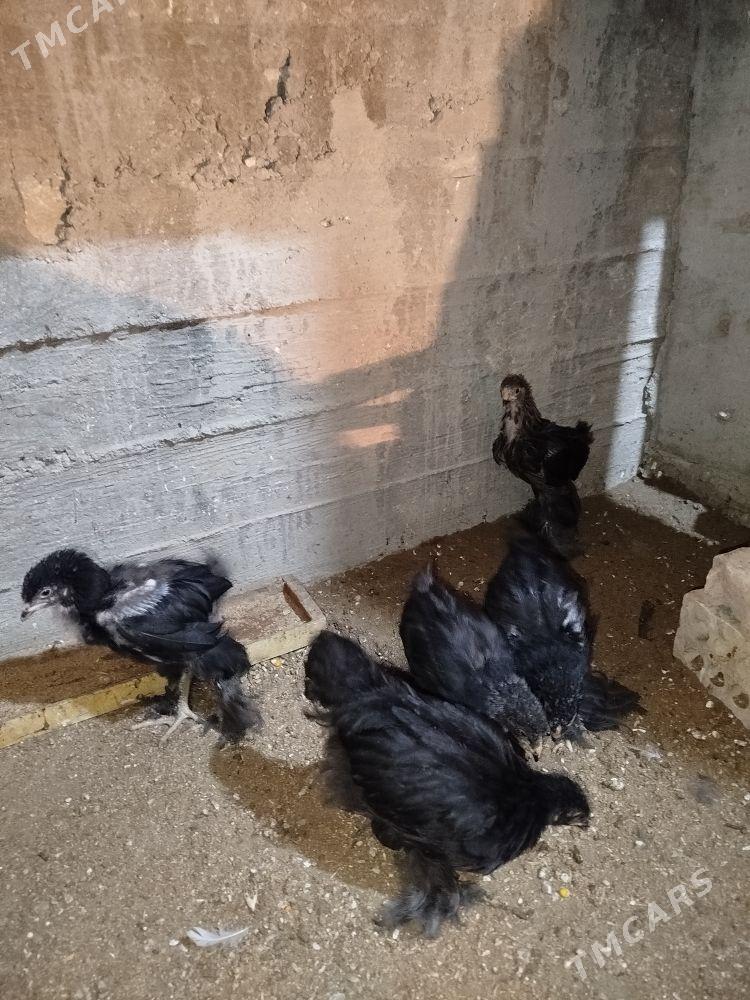 Byrama ýumurtga - Gumdag - img 1