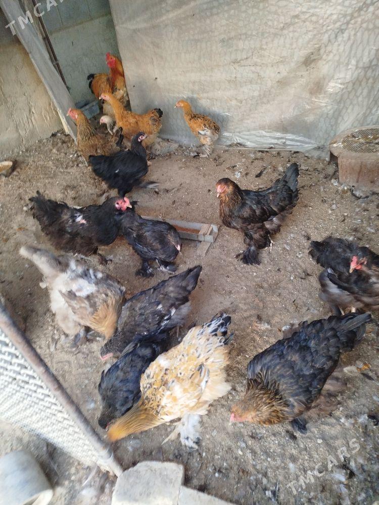 Byrama ýumurtga - Gumdag - img 4