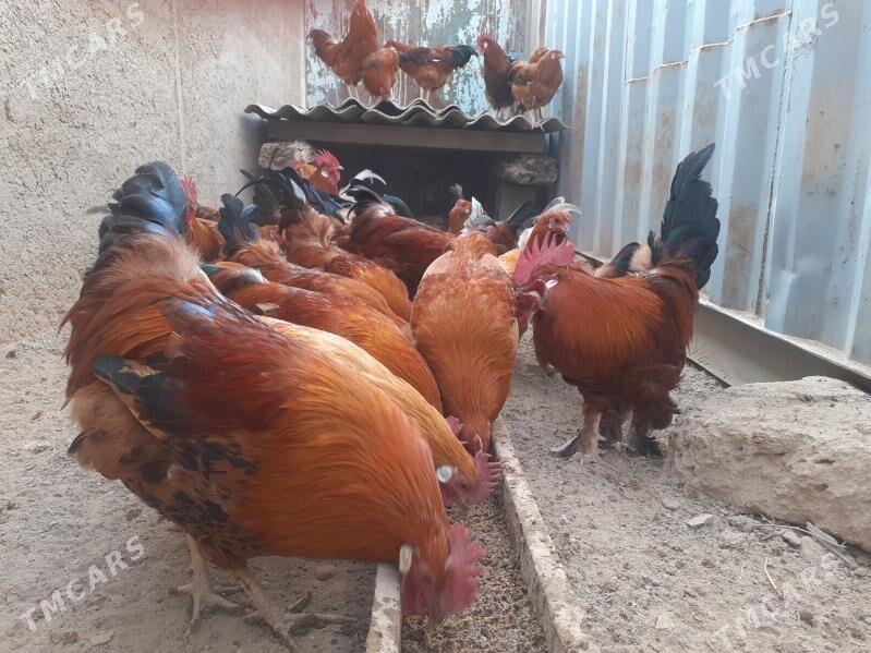 Guşlar - Türkmenbaşy - img 2