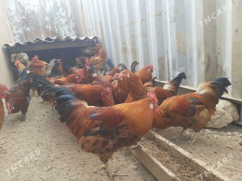 Guşlar - Türkmenbaşy - img 3