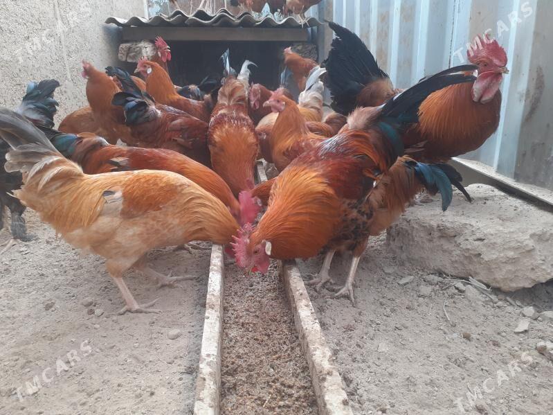 Guşlar - Türkmenbaşy - img 4