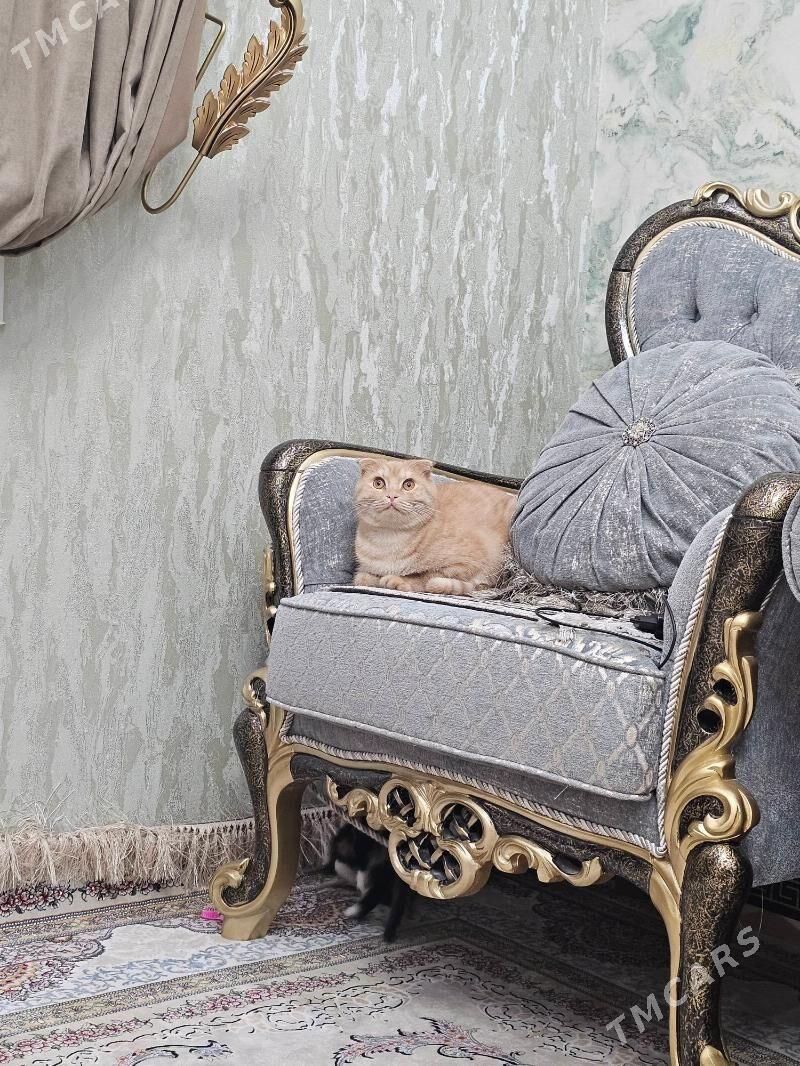 gyzjagaz - Ашхабад - img 2