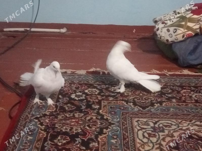 kepderi - Теджен - img 2