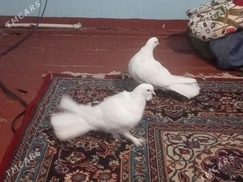 kepderi - Теджен - img 3