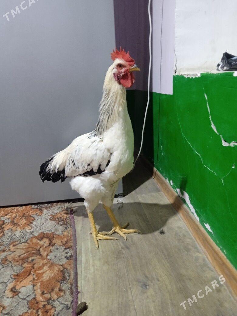 gigant horazlar - Çärjew - img 3