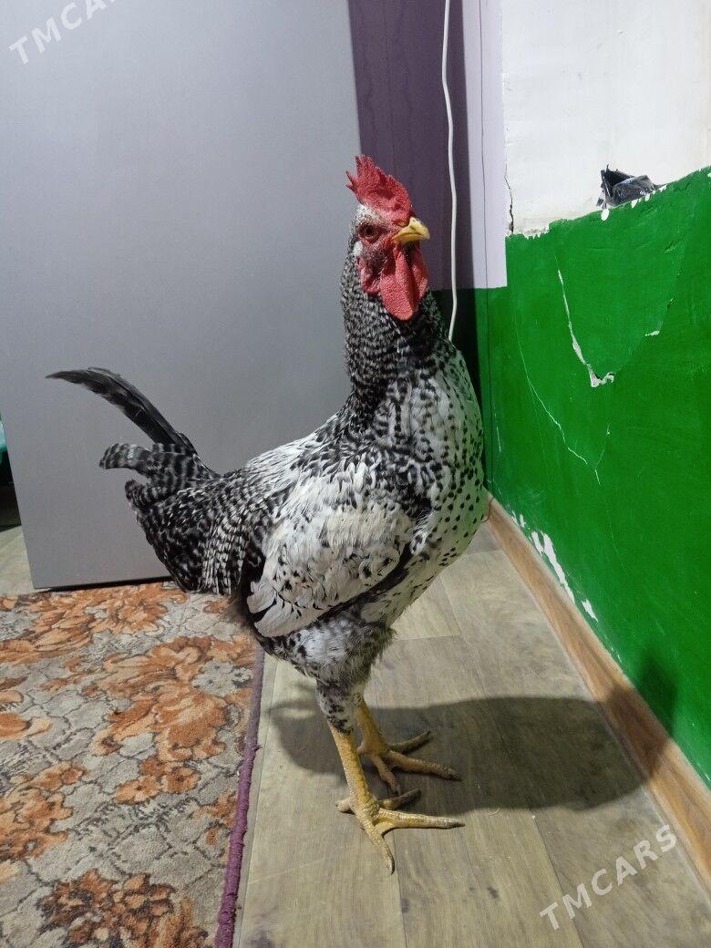 gigant horazlar - Çärjew - img 2