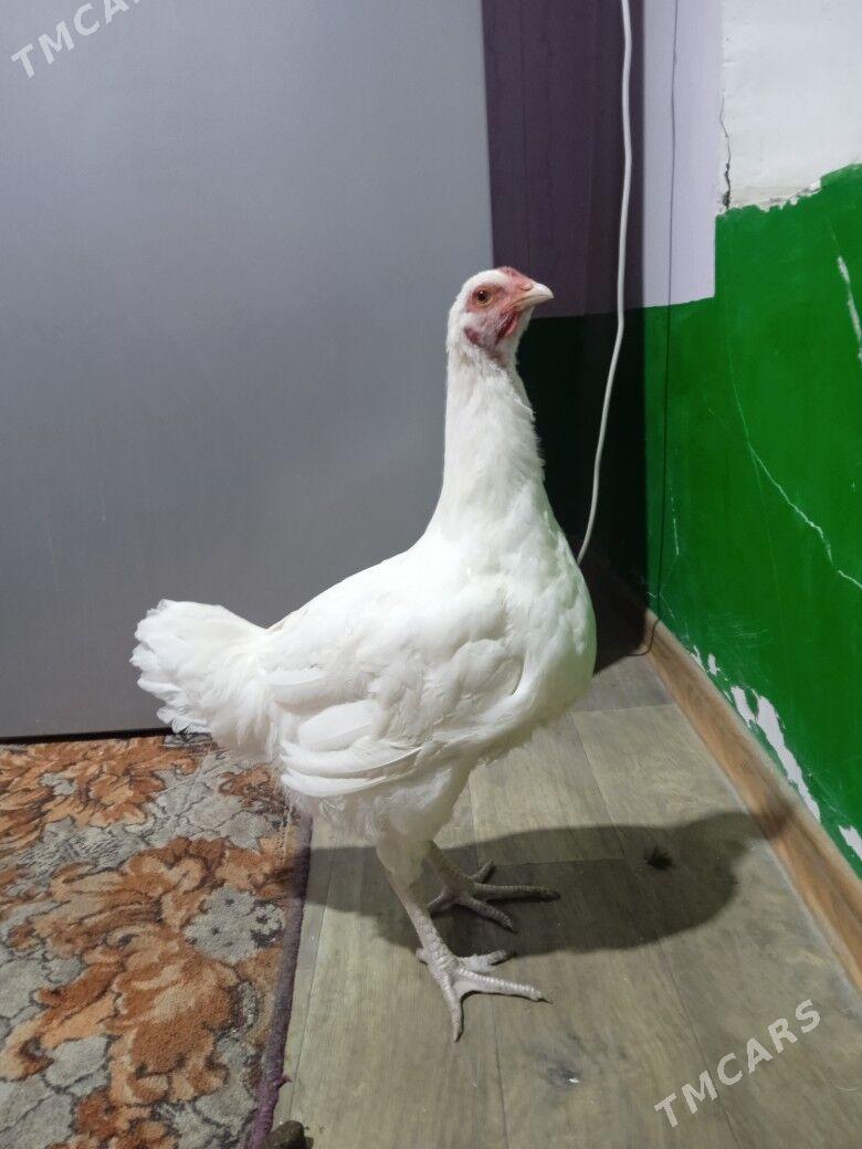 gigant horazlar - Çärjew - img 5