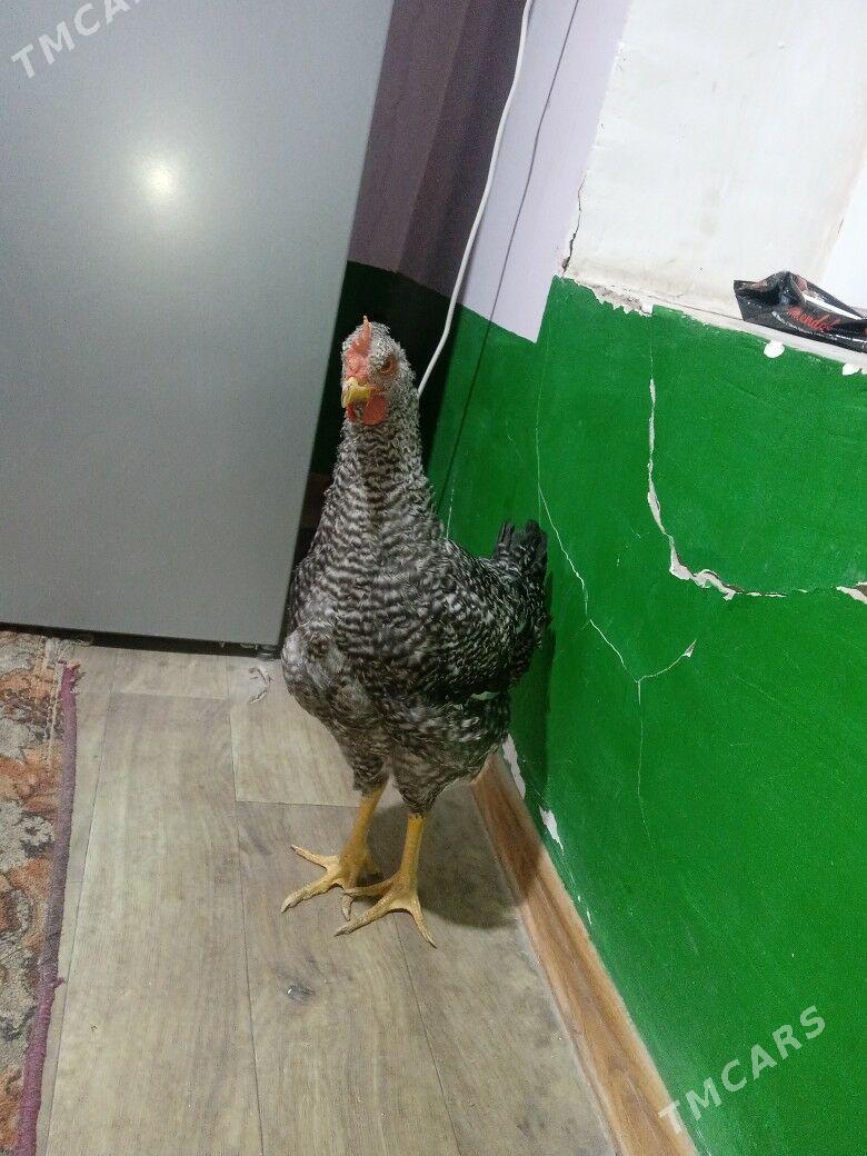 gigant horazlar - Çärjew - img 6