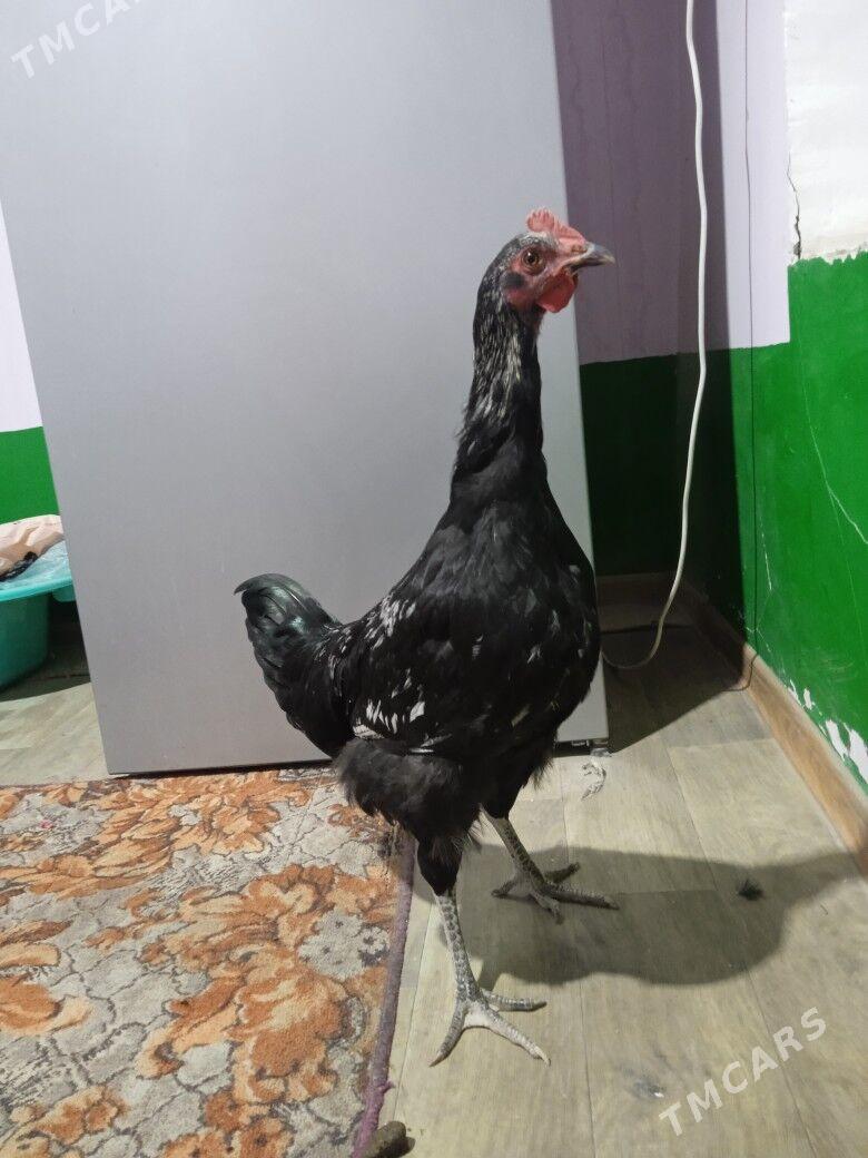 gigant horazlar - Çärjew - img 4