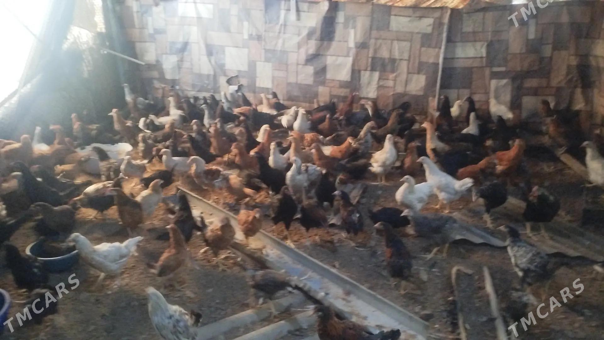 5aýlyk towuk - Мары - img 2