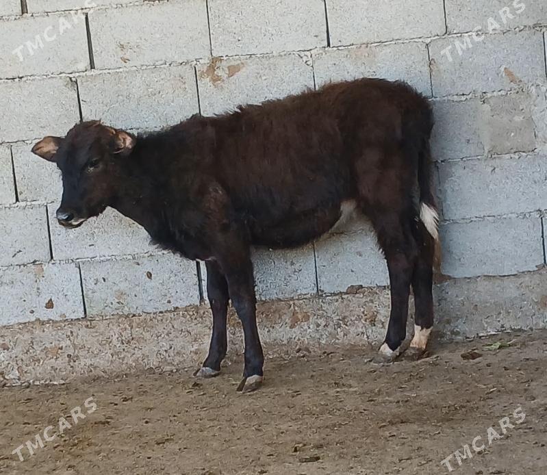 okuz tuwe - Херрикгала - img 2