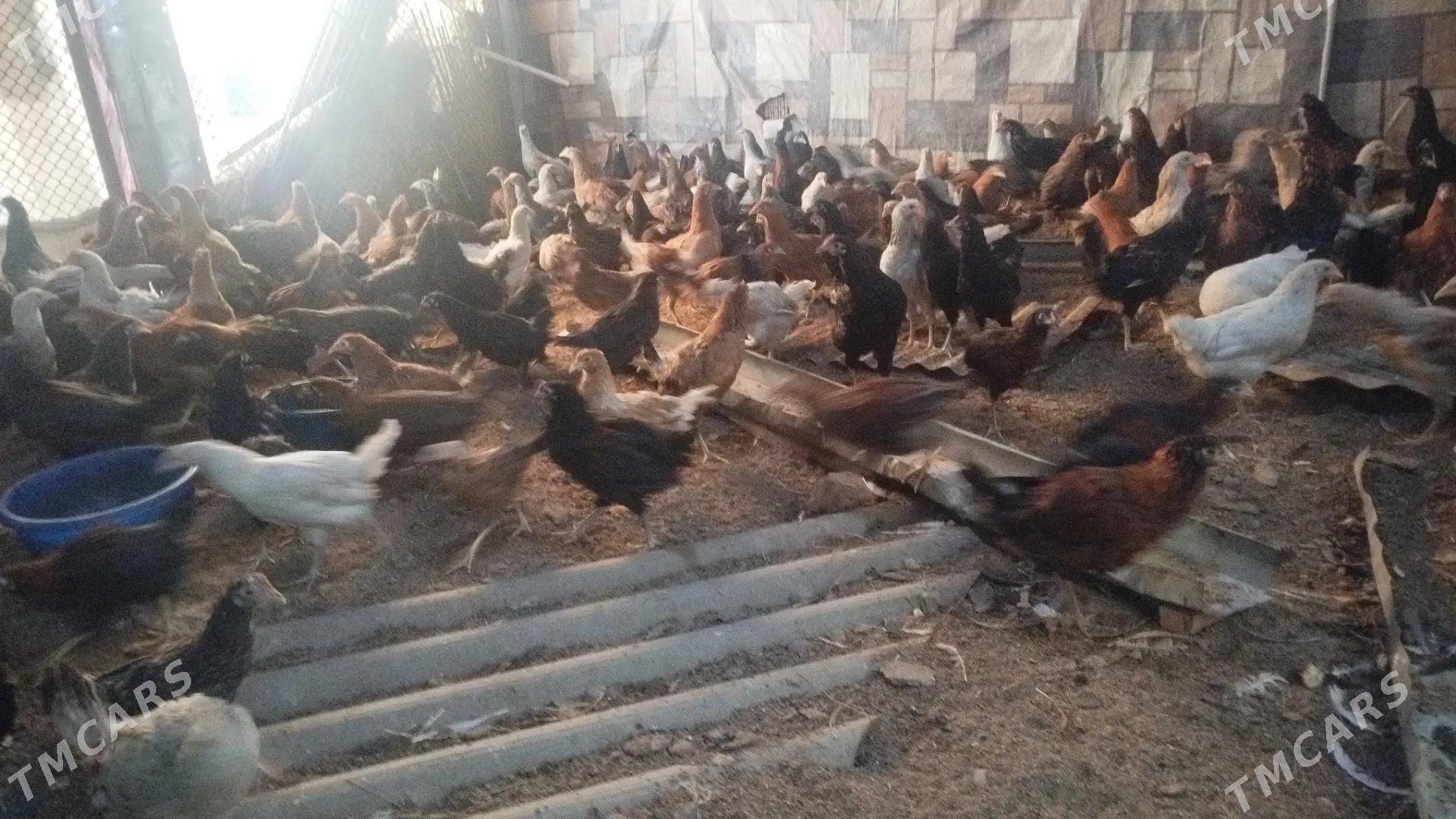 5aýlyk towuk - Мары - img 3