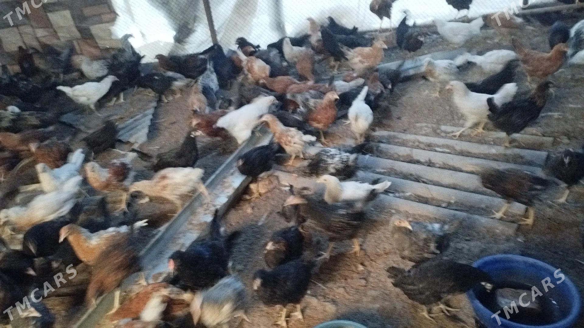 5aýlyk towuk - Мары - img 6