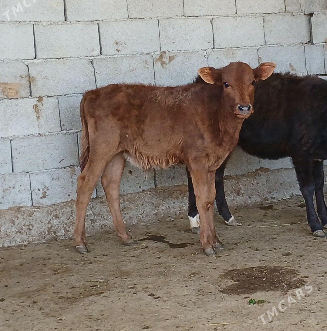 okuz tuwe - Херрикгала - img 6