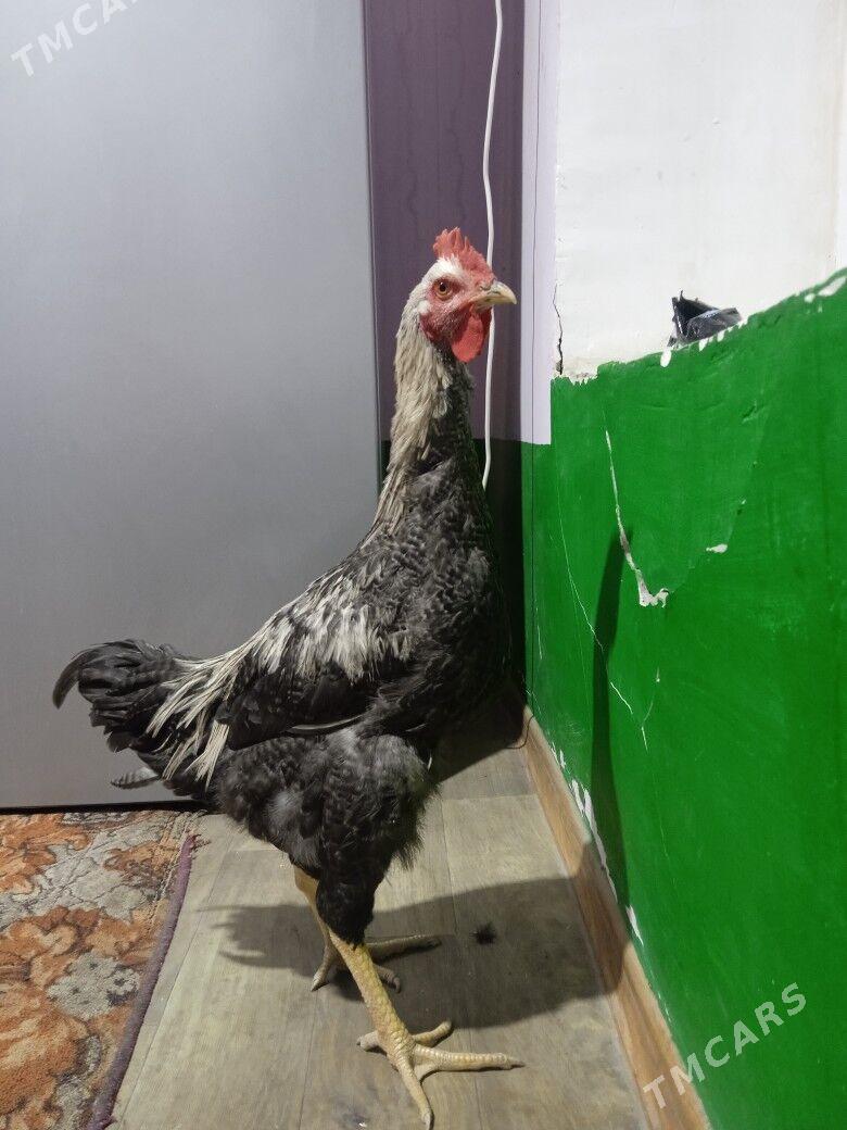 gigant horazlar - Çärjew - img 7