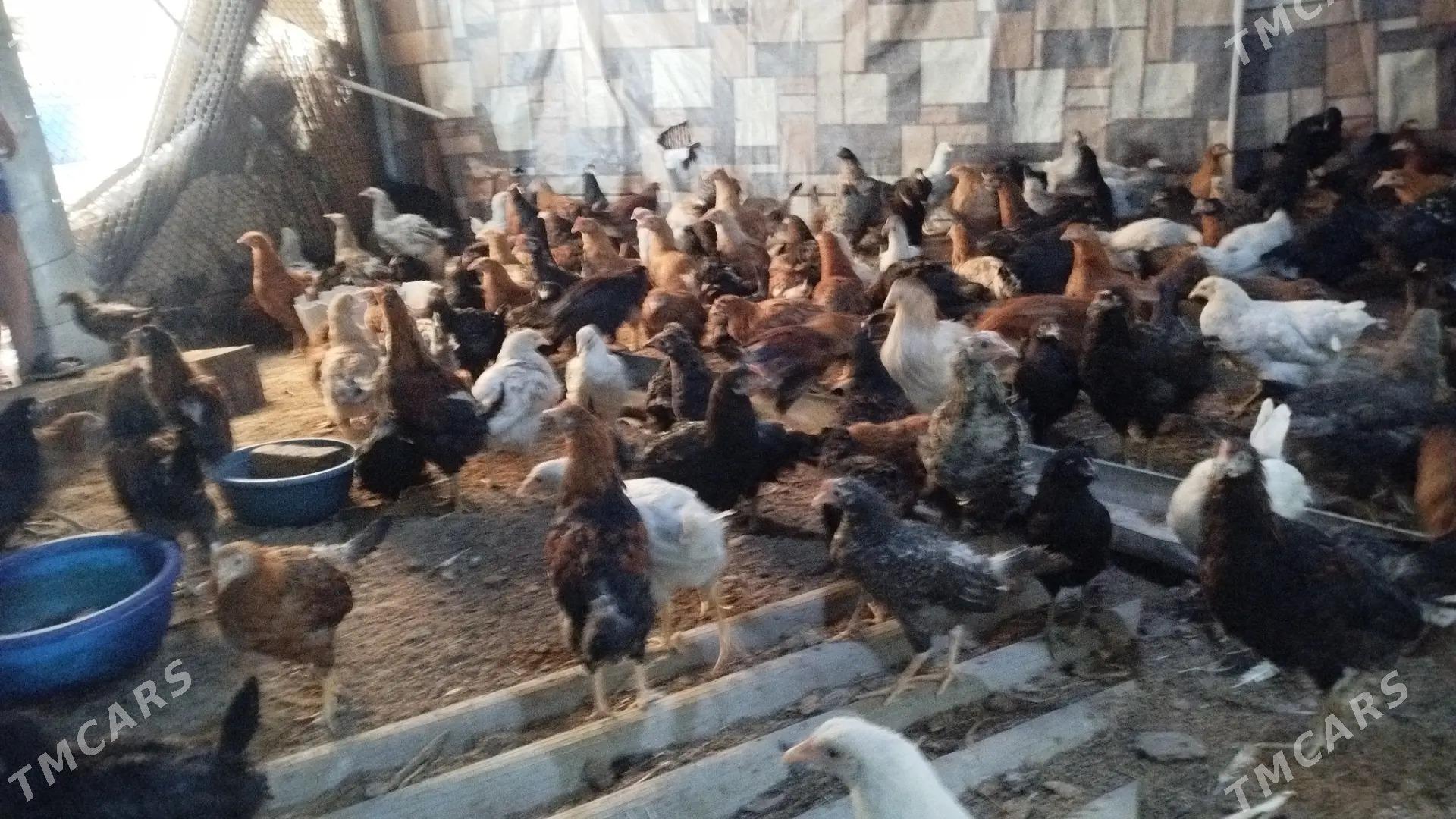 5aýlyk towuk - Мары - img 5