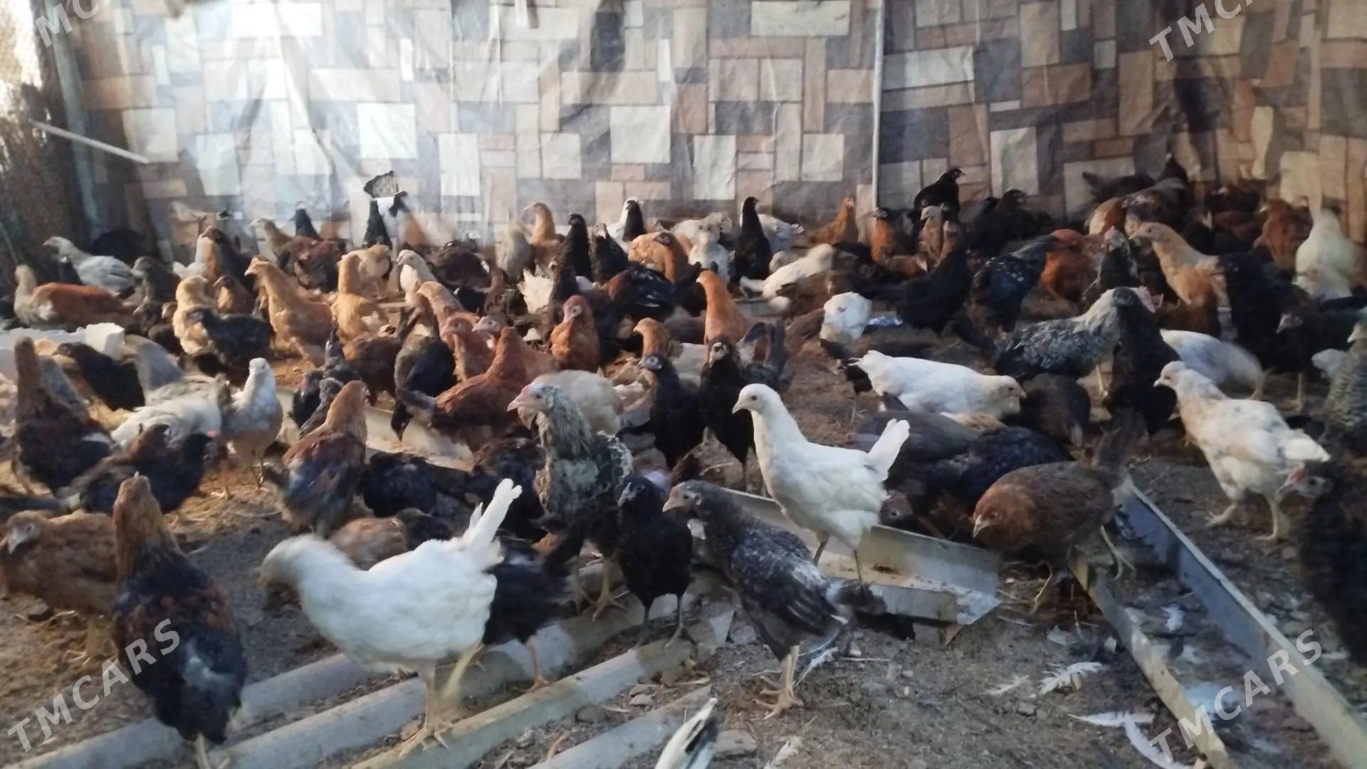 5aýlyk towuk - Мары - img 4