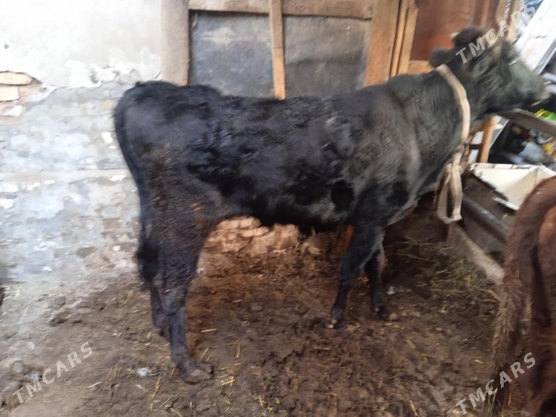 4 sany öküz - Туркменабат - img 4