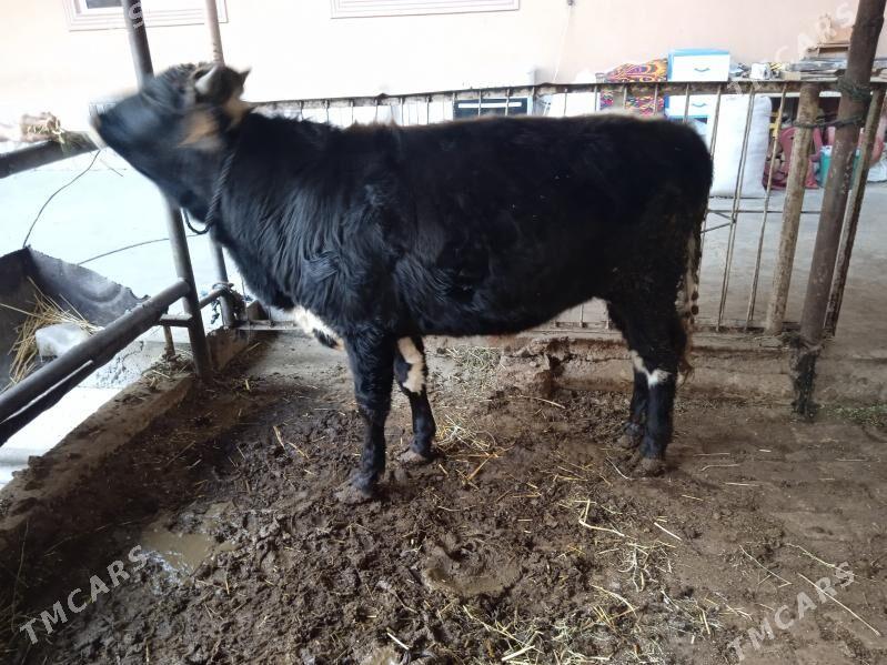 4 sany öküz - Туркменабат - img 2