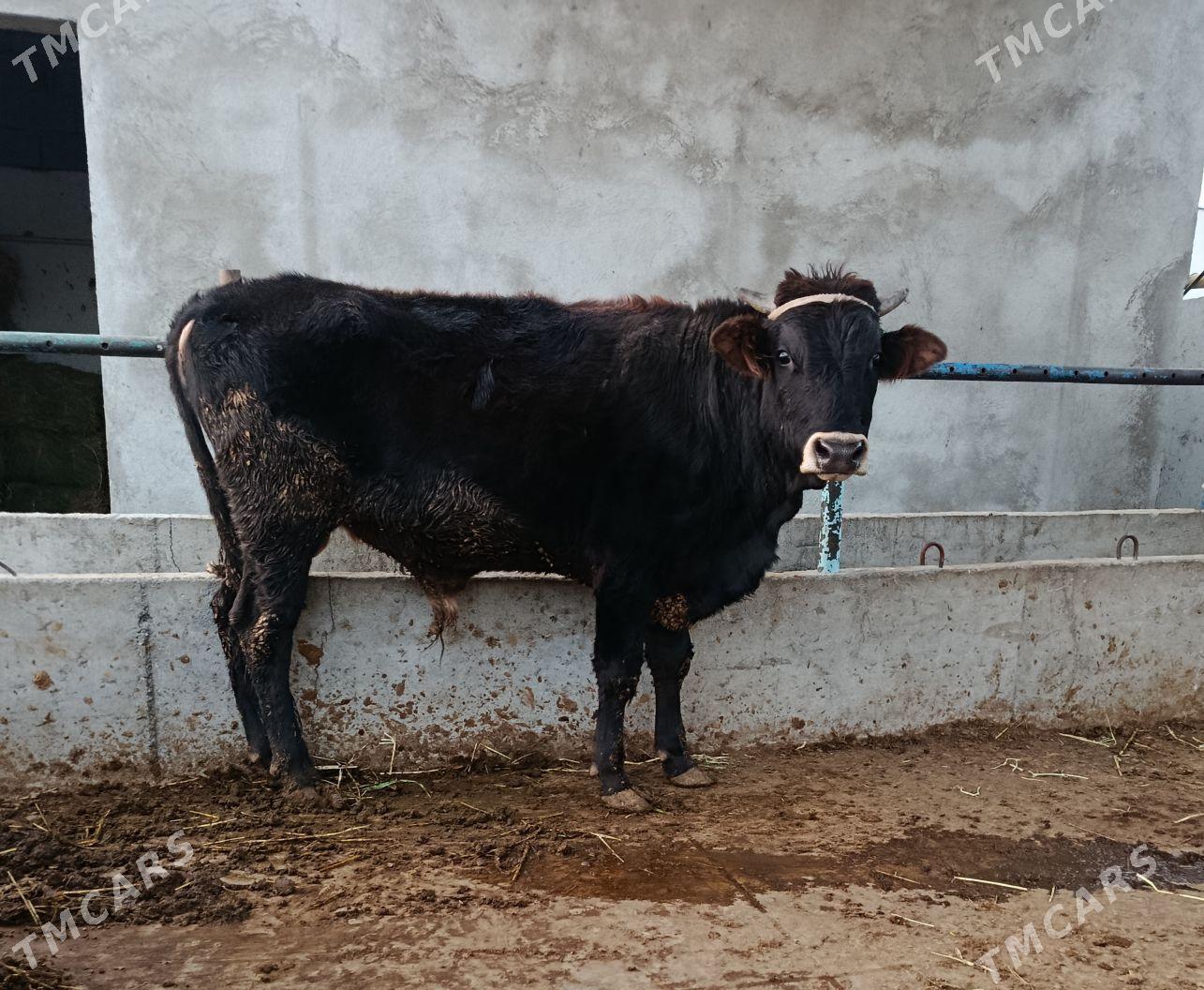 Öküz - Гёкдепе - img 3