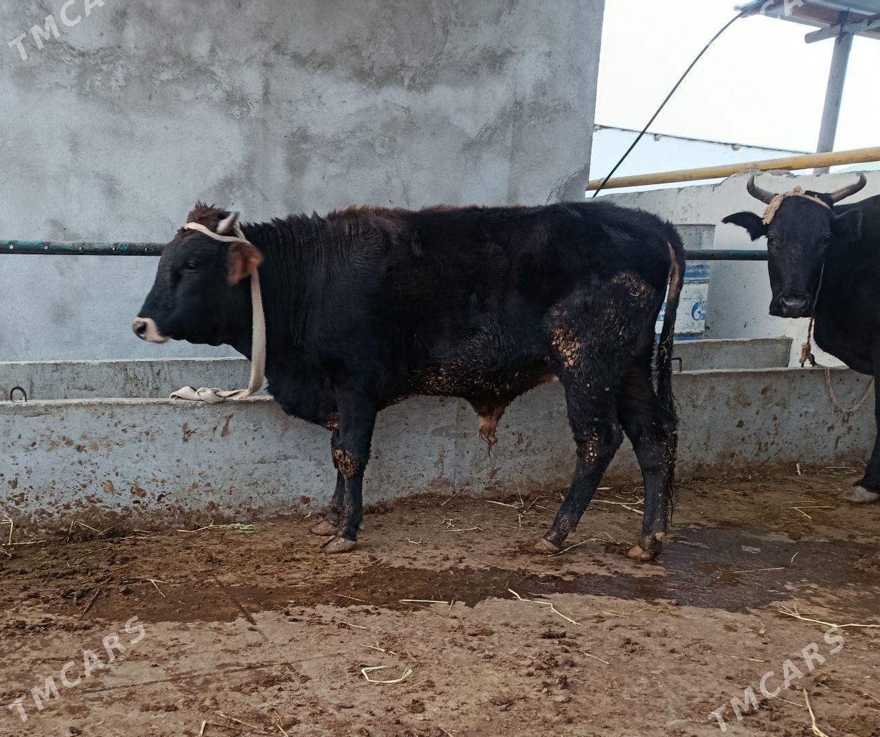 Öküz - Гёкдепе - img 2