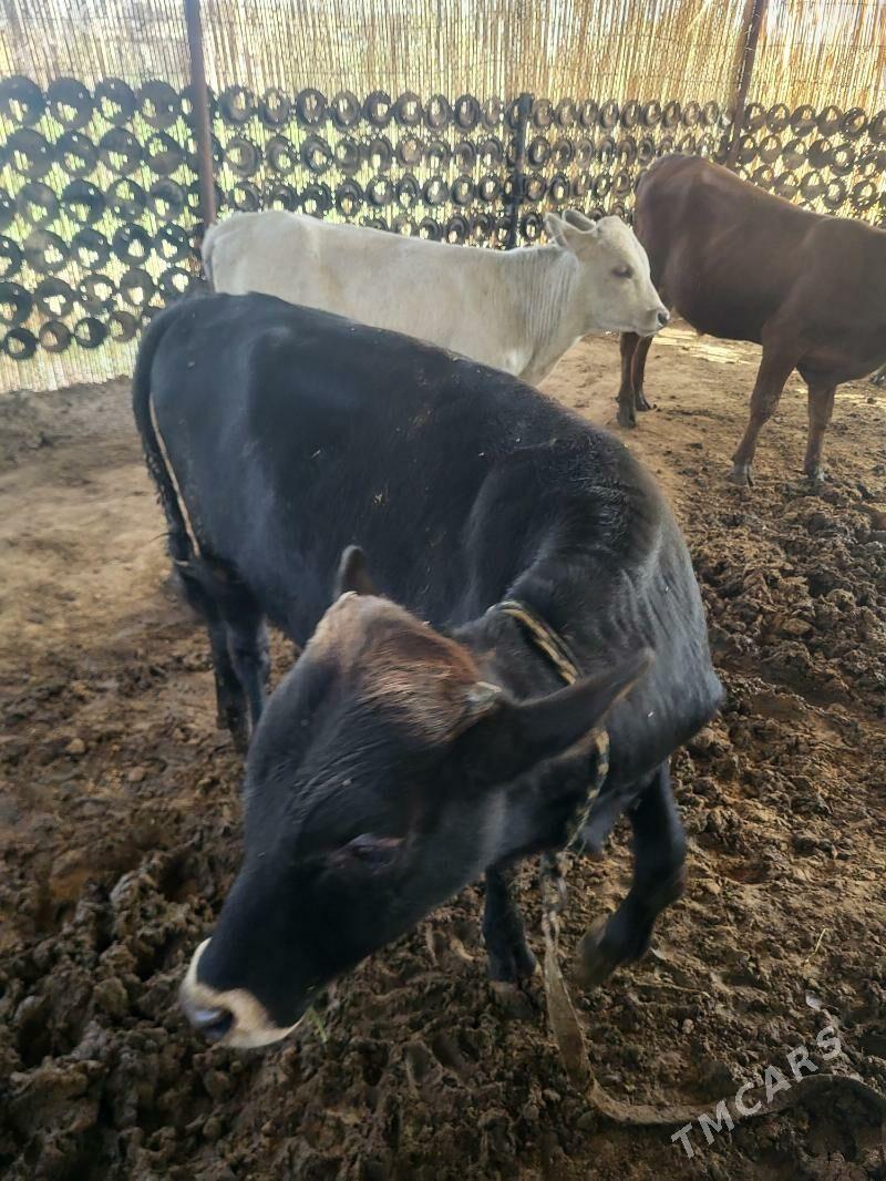 okuzler - Мары - img 2