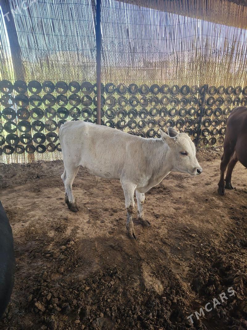 okuzler - Мары - img 3