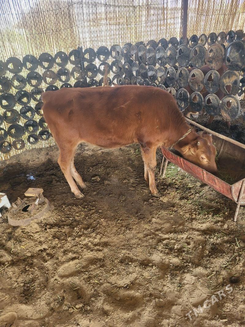 okuzler - Мары - img 4