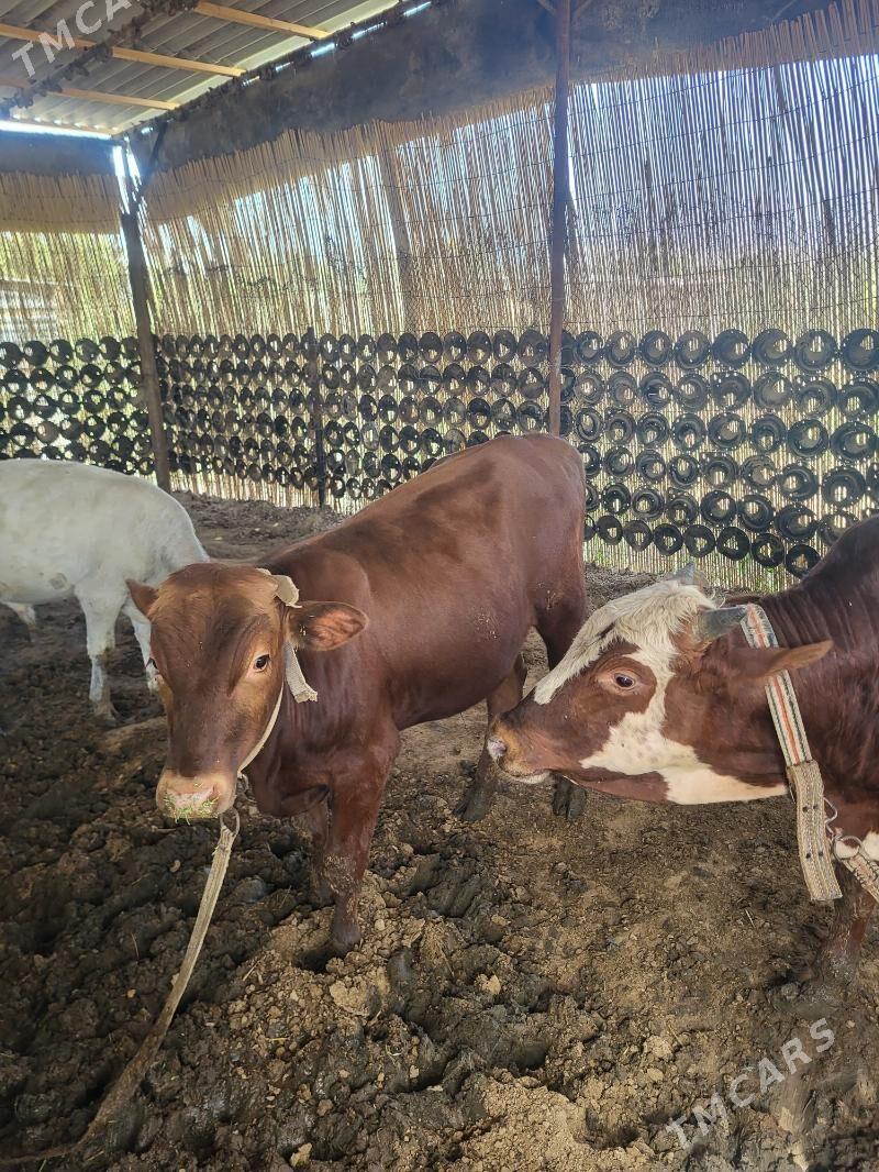 okuzler - Мары - img 5