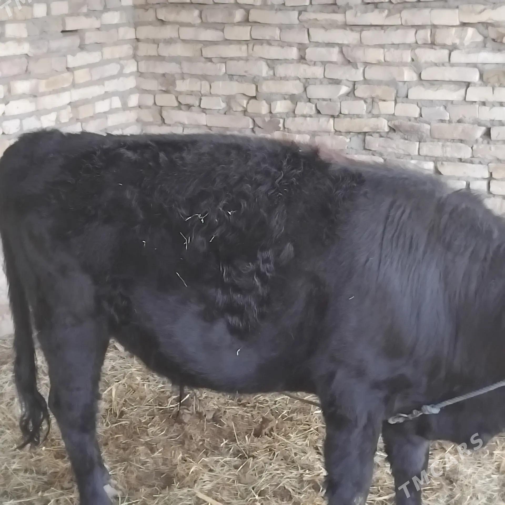 2 йашар Окуз - Ходжамбаз - img 2