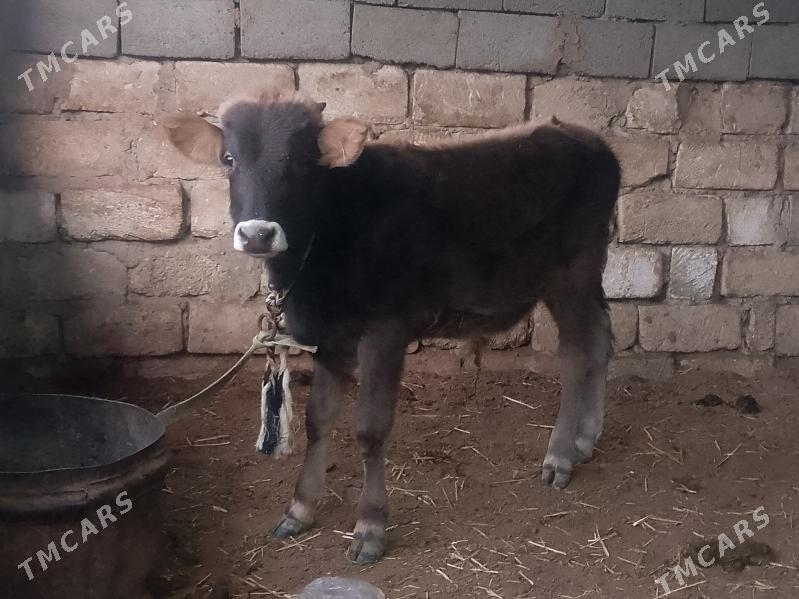 3 öküz - Гызыларбат - img 2