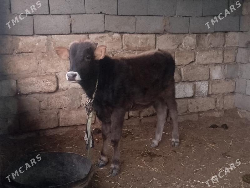 3 öküz - Гызыларбат - img 1