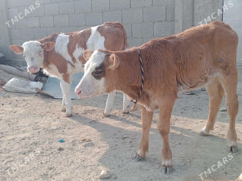 göleli sygyr - Берекет - img 6