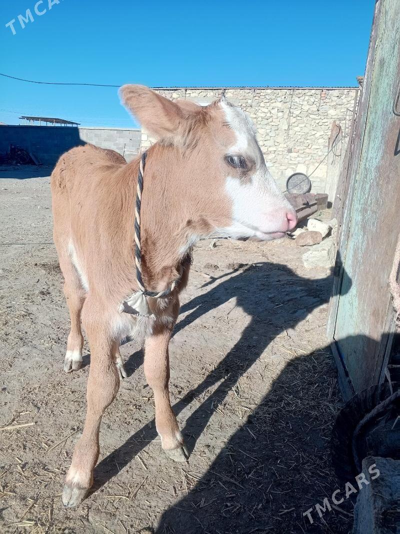 göleli sygyr - Берекет - img 7