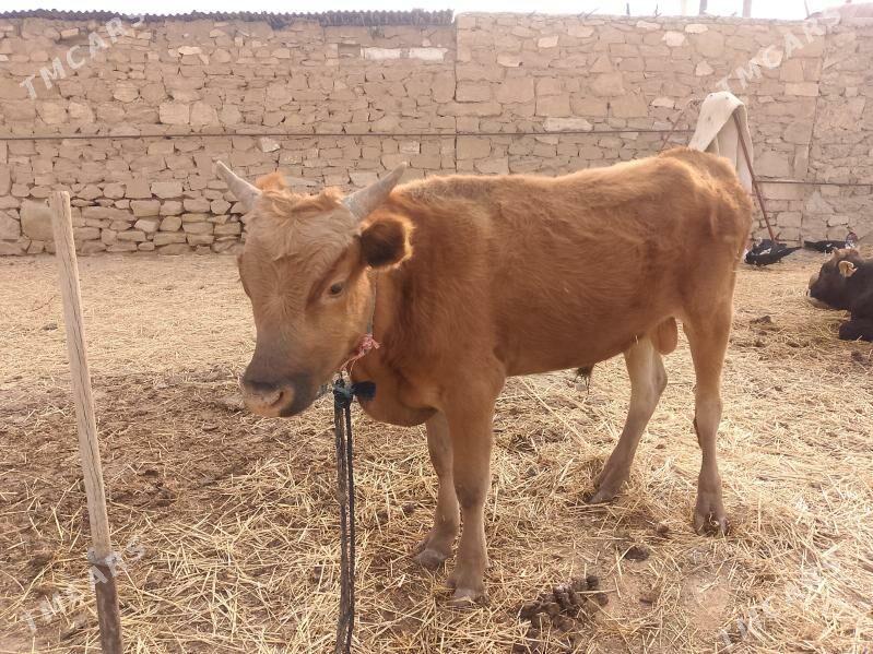 3 öküz - Гызыларбат - img 4