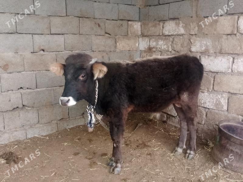 3 öküz - Гызыларбат - img 3