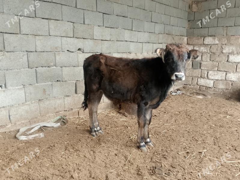 3 öküz - Гызыларбат - img 6