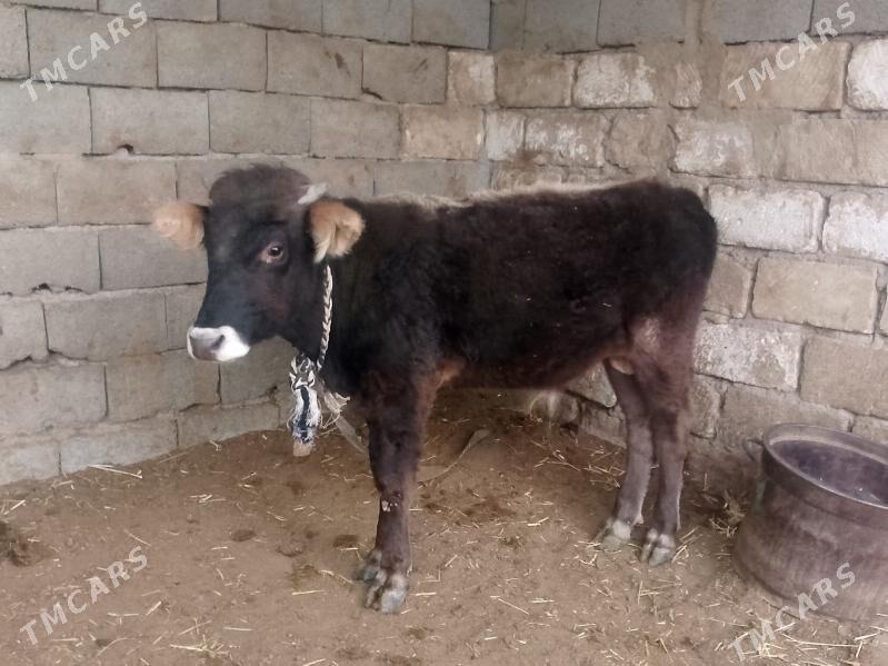 3 öküz - Гызыларбат - img 5