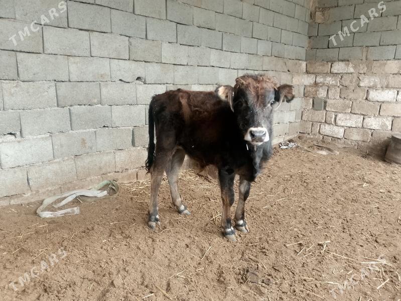 3 öküz - Гызыларбат - img 7
