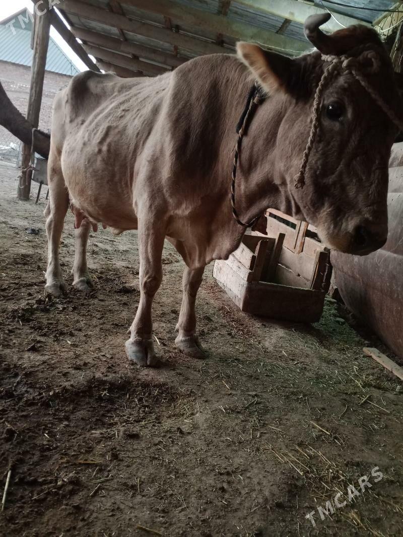 göleli sygyr - Берекет - img 4