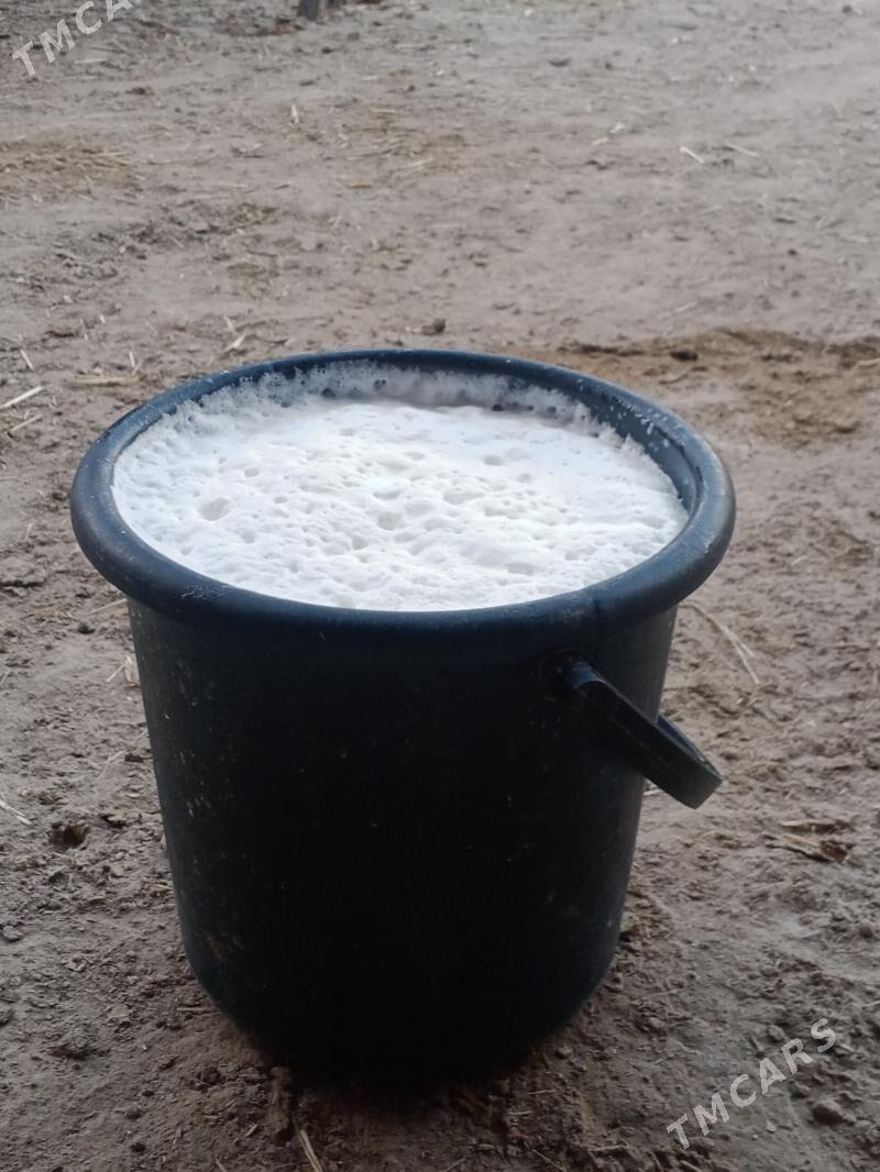 göleli sygyr - Берекет - img 5